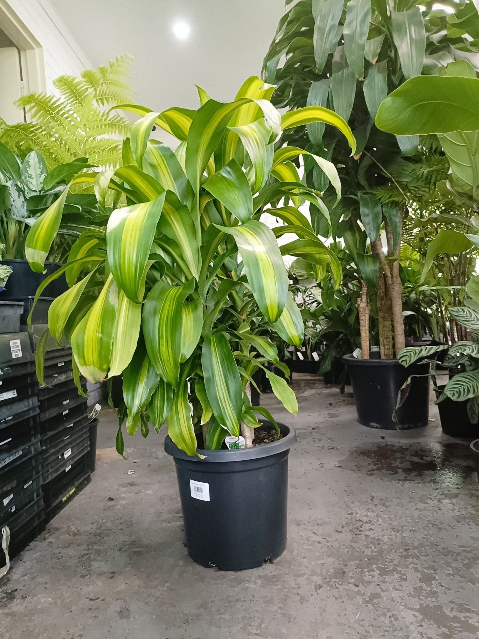 Happy Plant Totem 300mm Pot PICK UP ONLY - Ladybird Nursery