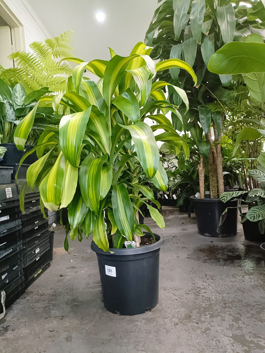 Happy Plant Totem 300mm Pot PICK UP ONLY