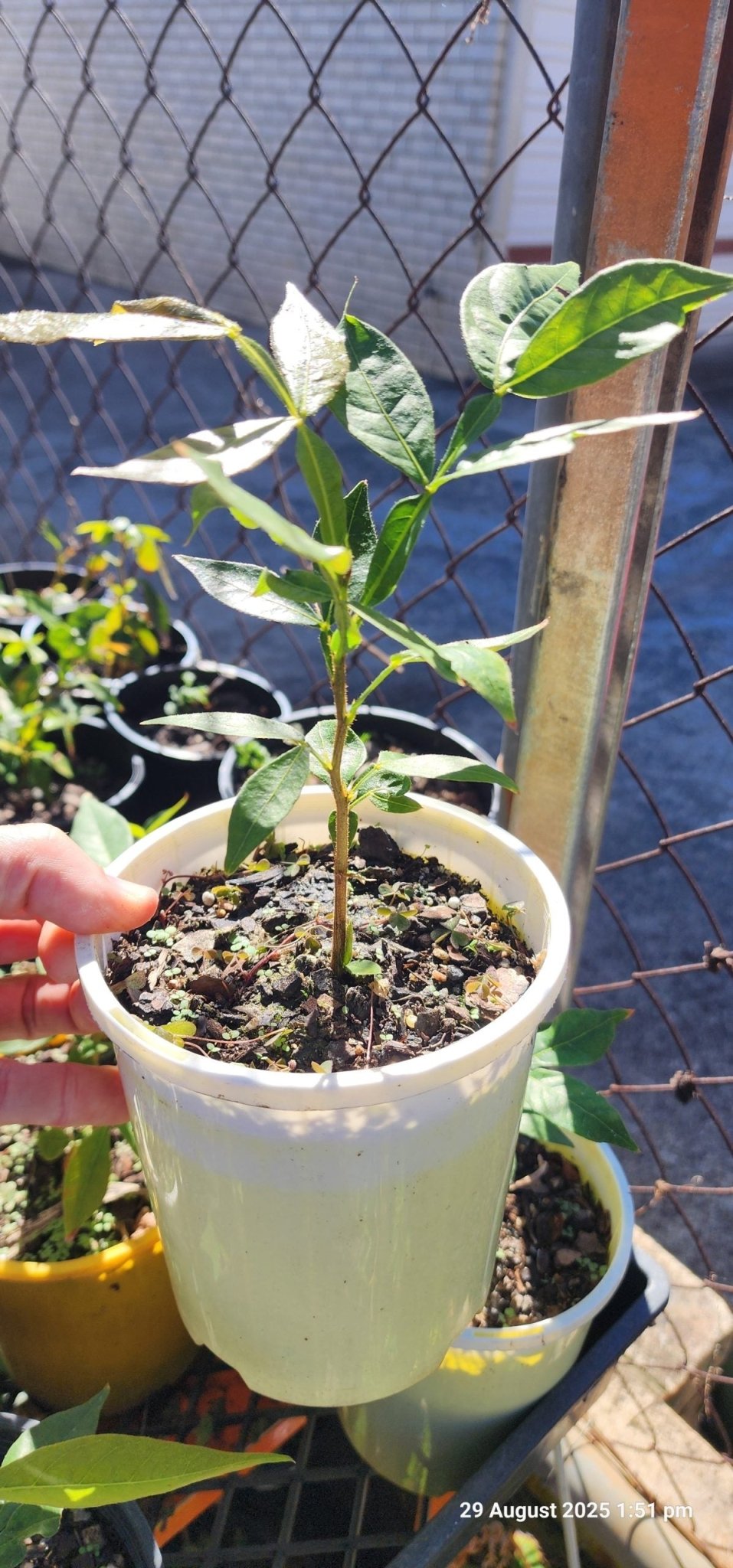 Ice Cream Bean - Ladybird Nursery