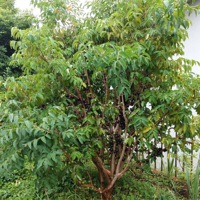 Jaboticaba Giant - Ladybird Nursery