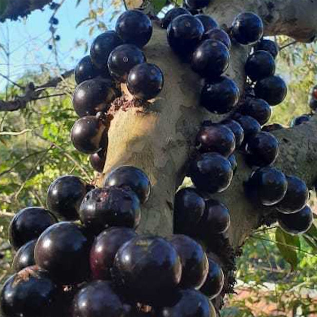 Jaboticaba Giant
