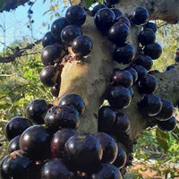 Jaboticaba Giant