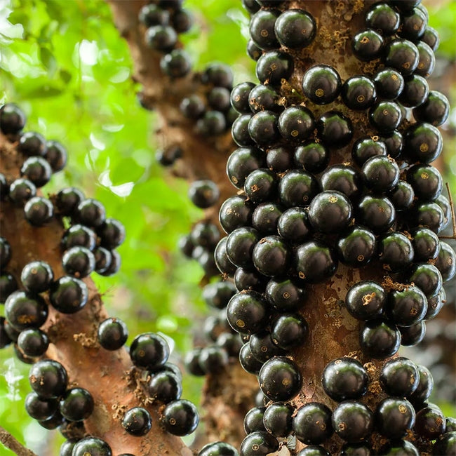 Jaboticaba Giant