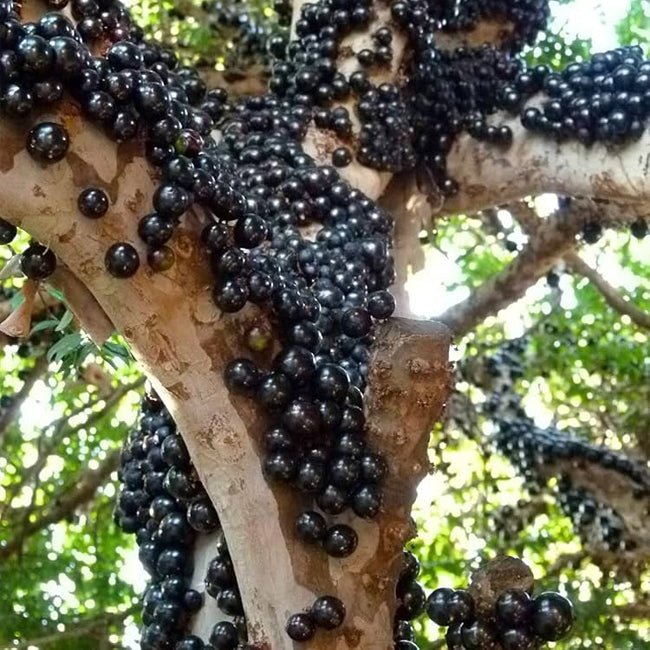 Jaboticaba Giant - Ladybird Nursery