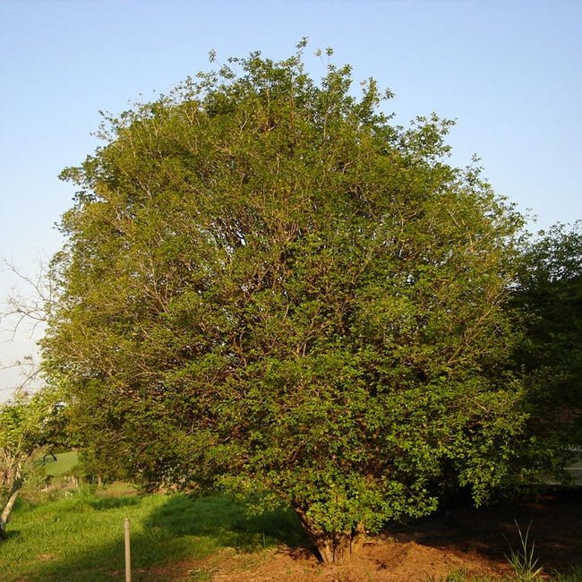 Jaboticaba Large Leaf - Ladybird Nursery
