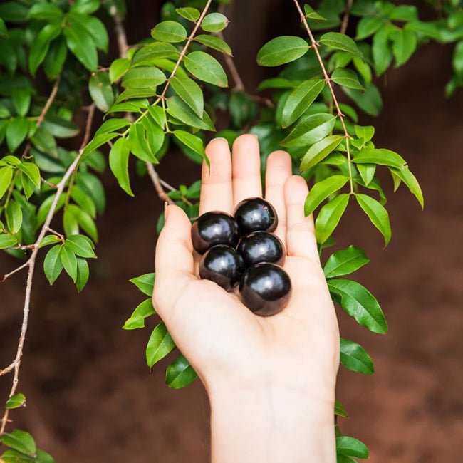 Jaboticaba Large Leaf - Ladybird Nursery