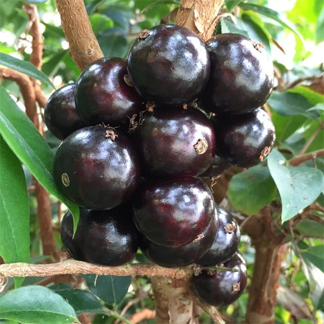 Jaboticaba Large Leaf - Ladybird Nursery