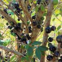 Jaboticaba Large Leaf - Ladybird Nursery