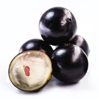 Jaboticaba Sabará (Plinia jaboticaba) - Ladybird Nursery
