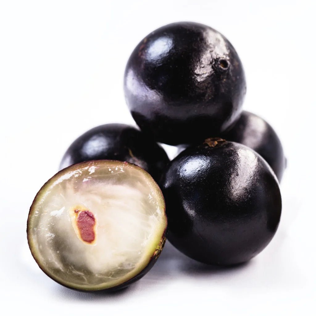 Jaboticaba Sabará (Plinia jaboticaba) - Ladybird Nursery