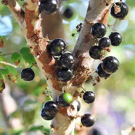 Jaboticaba Sabará (Plinia jaboticaba) - Ladybird Nursery