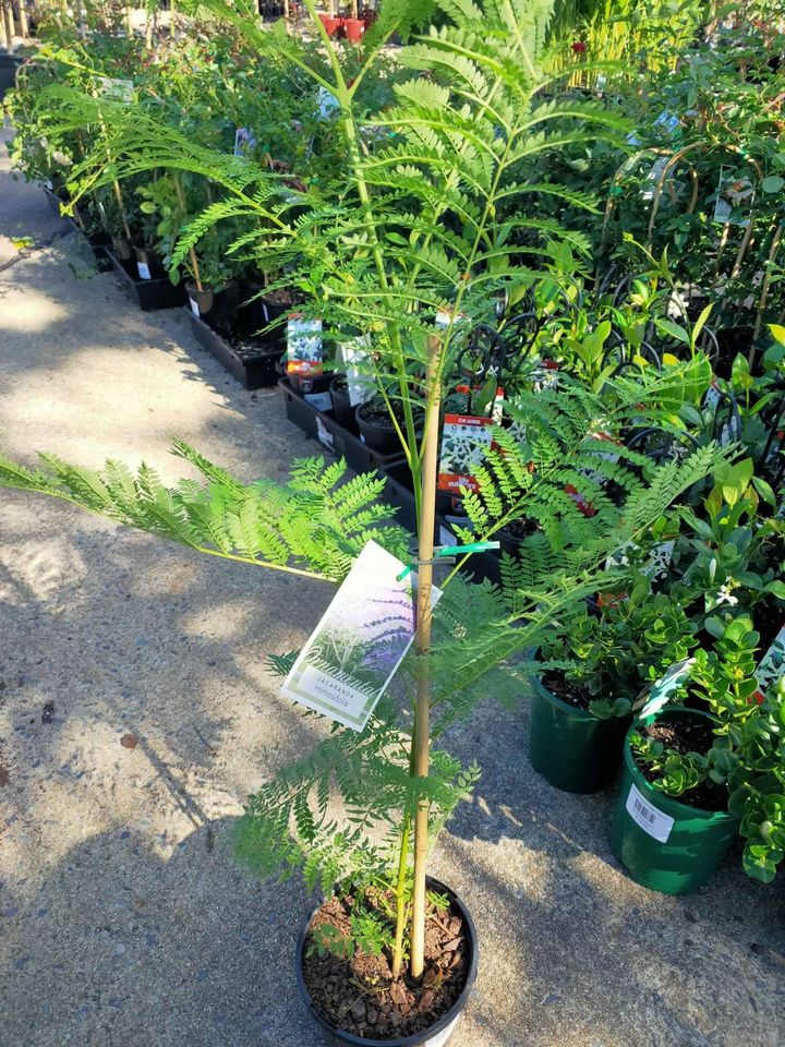Jacaranda Tree (Jacaranda mimisifolia) (PICK UP ONLY) - Ladybird Nursery