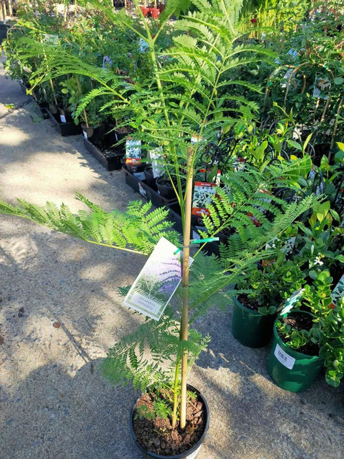 Jacaranda Tree (Jacaranda mimisifolia) (PICK UP ONLY) - Ladybird Nursery