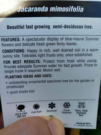 Jacaranda Tree (Jacaranda mimisifolia) (PICK UP ONLY) - Ladybird Nursery