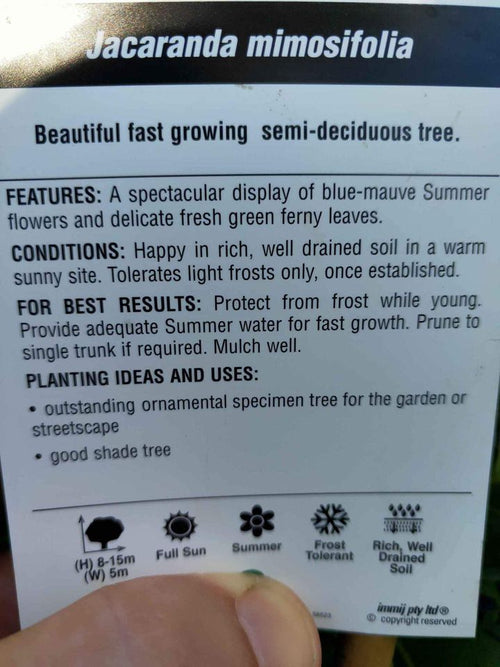 Jacaranda Tree (Jacaranda mimisifolia) (PICK UP ONLY) - Ladybird Nursery