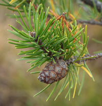 Jack Pine (Pinus banksiana)