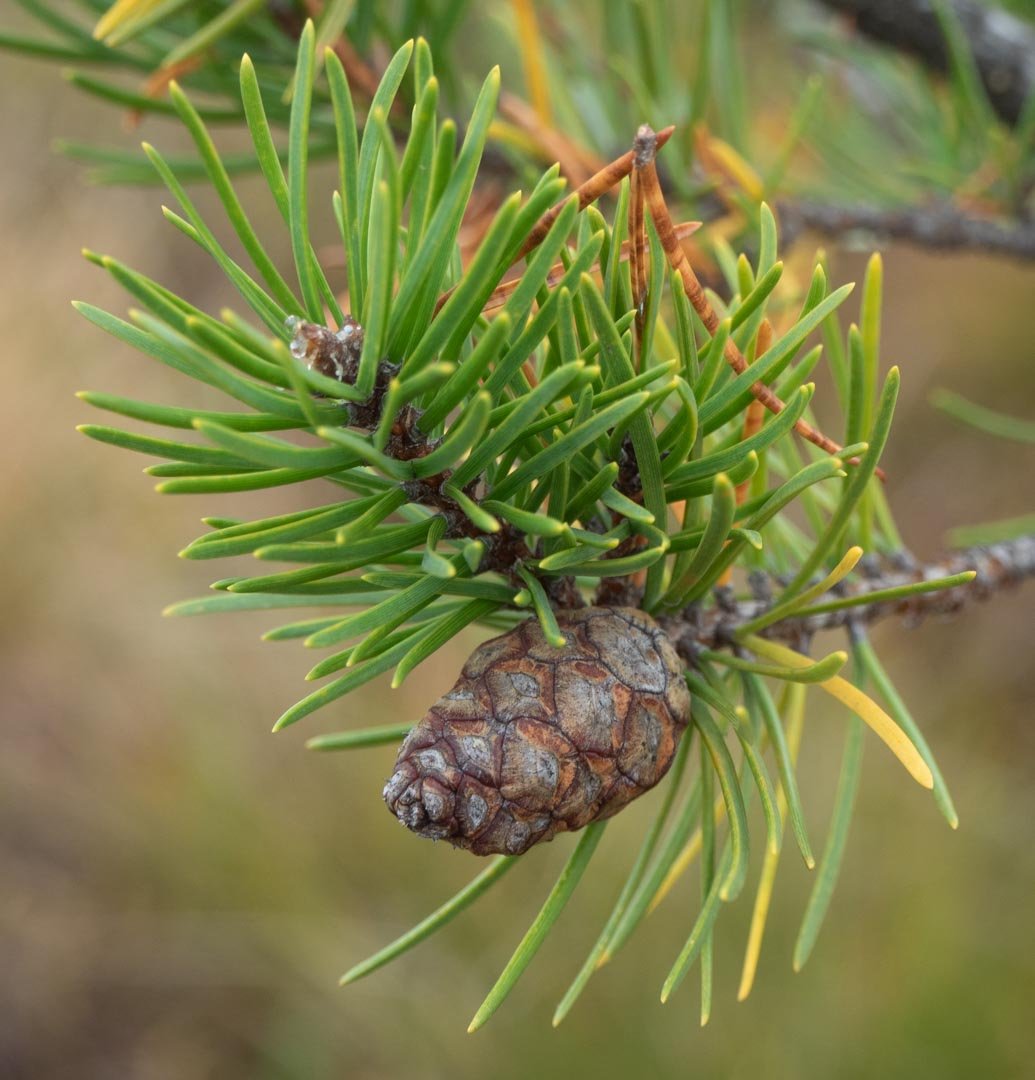 Jack Pine (Pinus banksiana) - Ladybird Nursery