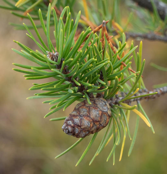 Jack Pine (Pinus banksiana)