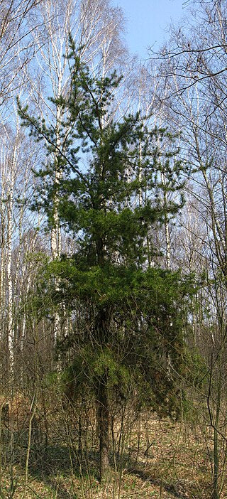 Jack Pine (Pinus banksiana)