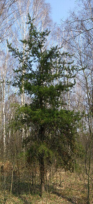 Jack Pine (Pinus banksiana) - Ladybird Nursery