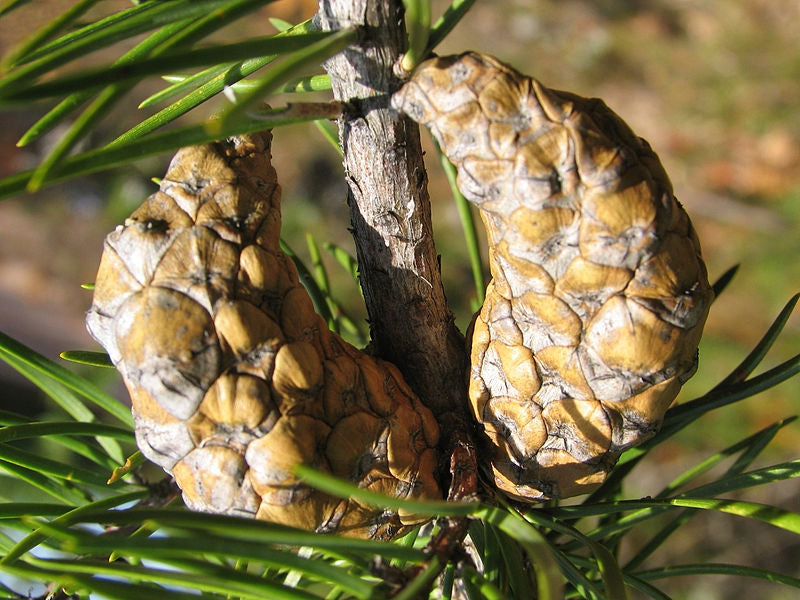 Jack Pine (Pinus banksiana)