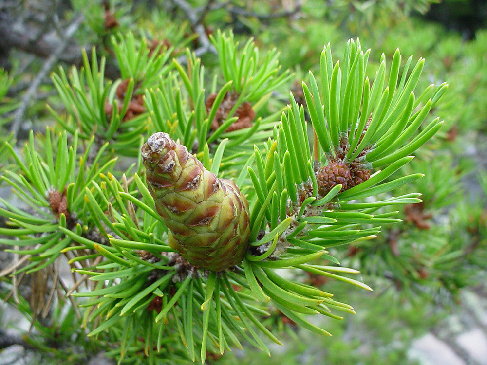 Jack Pine (Pinus banksiana)