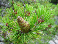 Jack Pine (Pinus banksiana)