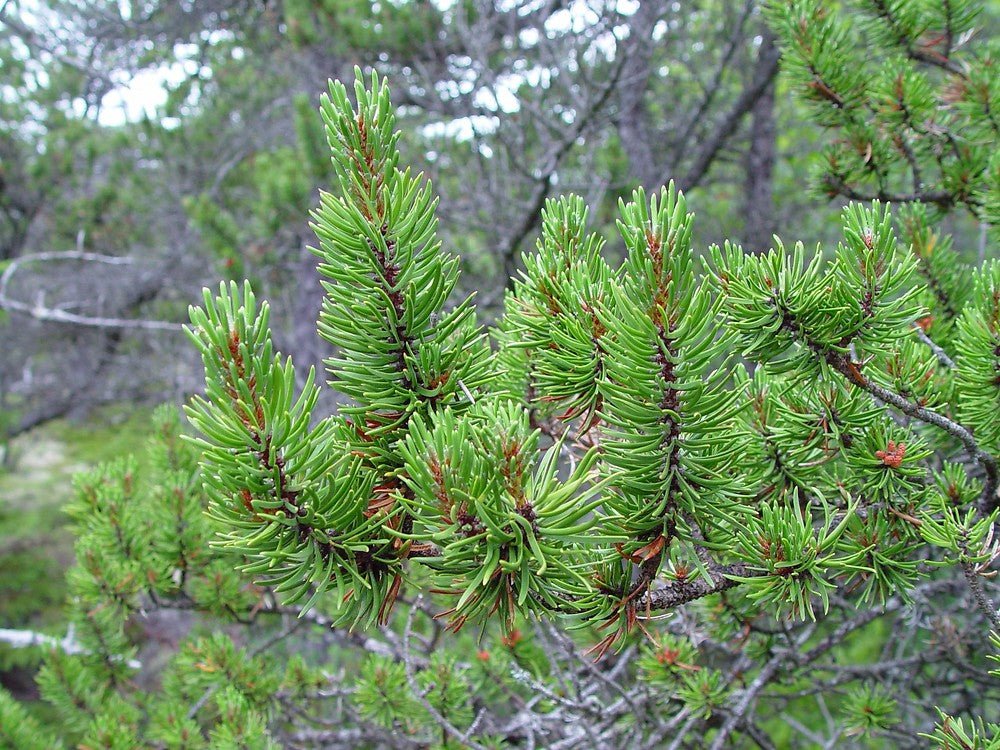 Jack Pine (Pinus banksiana) - Ladybird Nursery