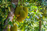 Jackfruit Crisp - Ladybird Nursery
