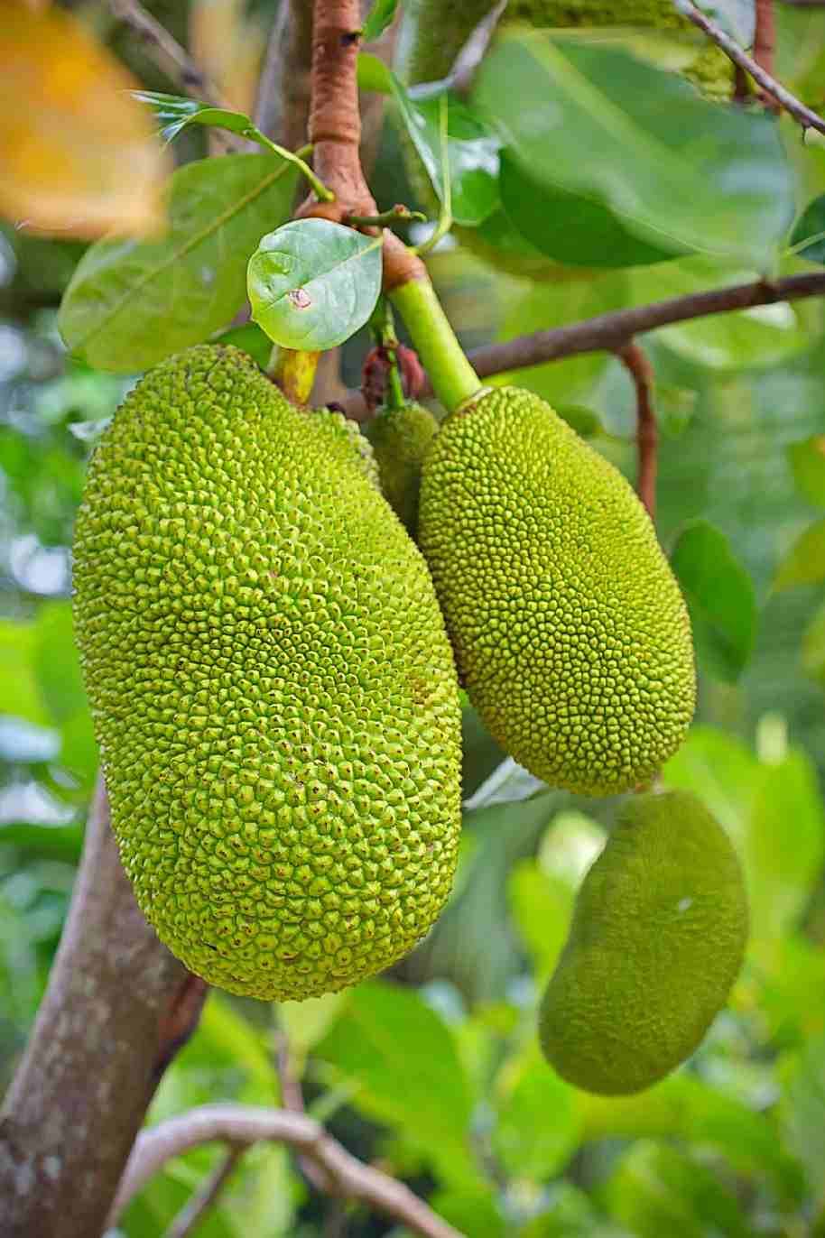 Jackfruit Crunchy Seedling