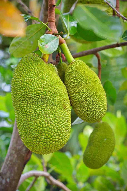 Jackfruit Crunchy Seedling - Ladybird Nursery