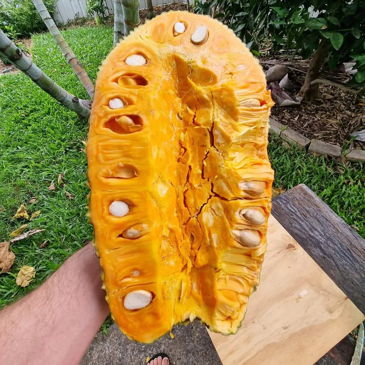 Jackfruit ‘J33’
