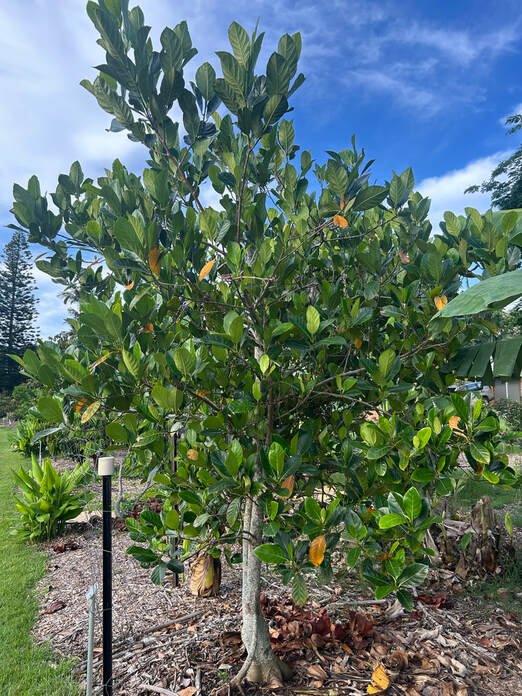 Jackfruit ‘J33’ - Ladybird Nursery