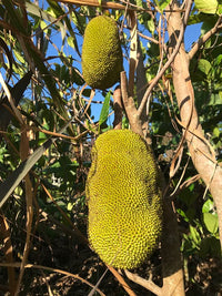Jackfruit ‘J33’