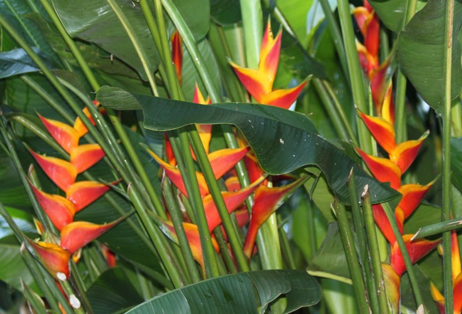 Heliconia bihai x caribaea 'Jacquinii' - Ladybird Nursery