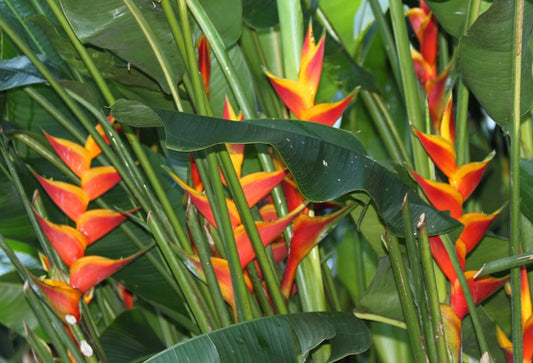 Heliconia bihai x caribaea 'Jacquinii'