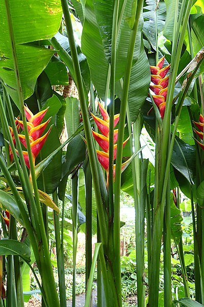 Heliconia bihai x caribaea 'Jacquinii' - Ladybird Nursery