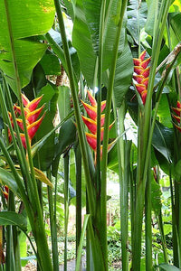 Heliconia bihai x caribaea 'Jacquinii' - Ladybird Nursery
