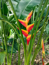 Heliconia bihai x caribaea 'Jacquinii' - Ladybird Nursery