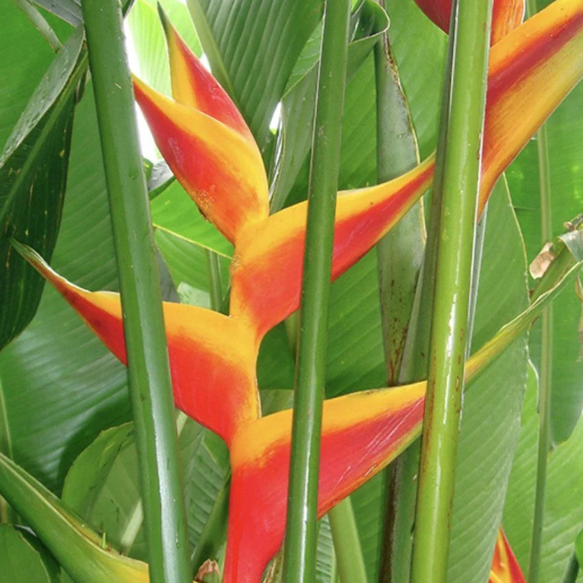 Heliconia bihai x caribaea 'Jacquinii'