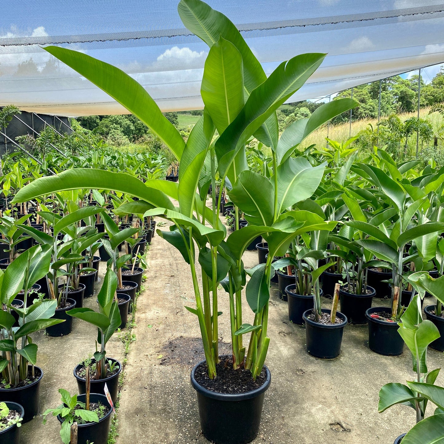 Heliconia bihai x caribaea 'Jacquinii'