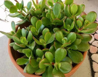 Jade Plant Compacta (Crassula ovata) - Ladybird Nursery