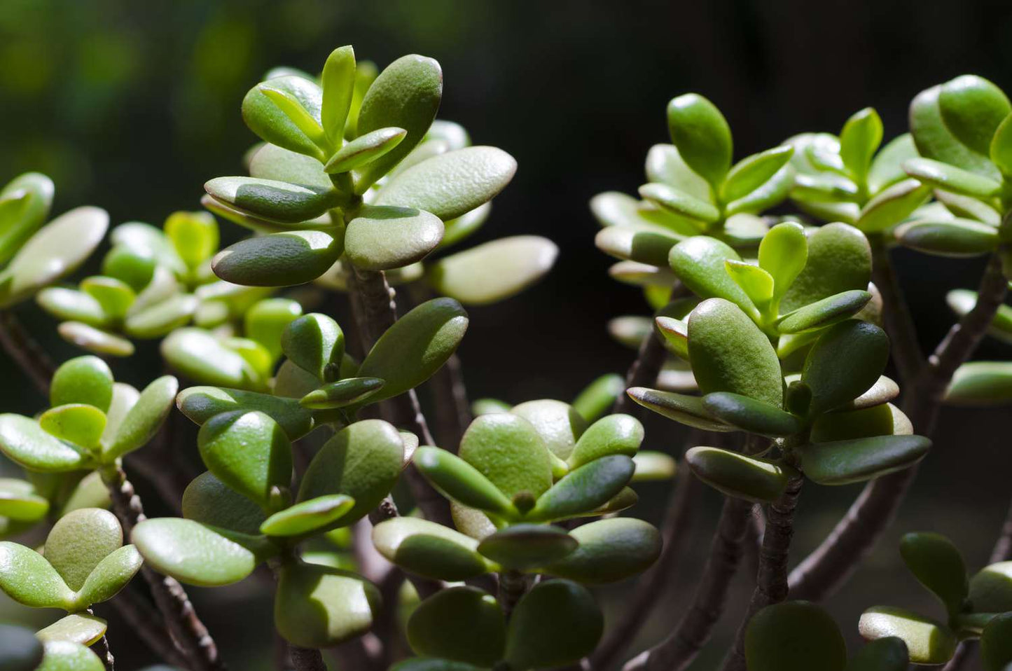 Jade Plant Compacta (Crassula ovata)