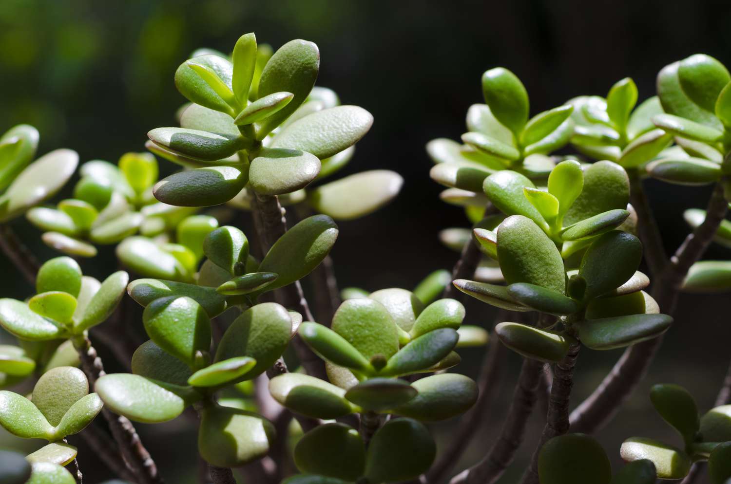 Jade Plant Compacta (Crassula ovata)
