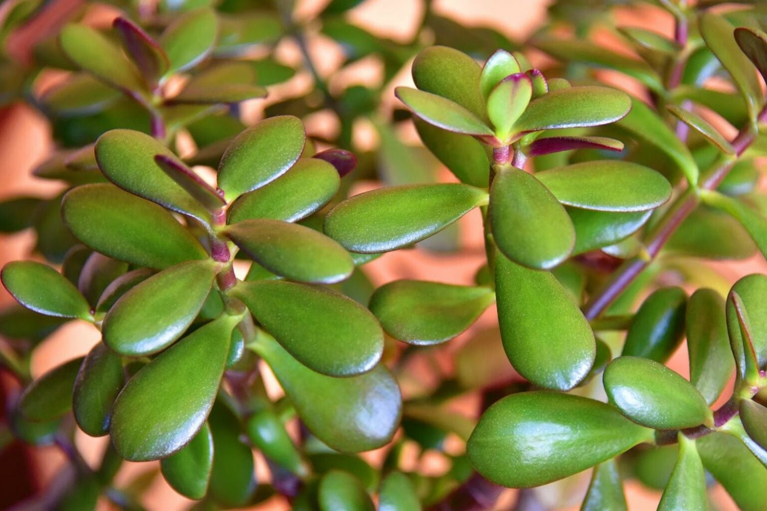 Jade Plant Compacta (Crassula ovata)