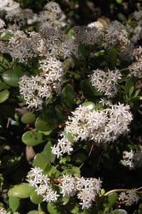 Jade Plant (Crassula ovata) - Ladybird Nursery