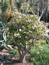 Jade Plant (Crassula ovata) - Ladybird Nursery