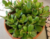 Jade Plant (Crassula ovata)