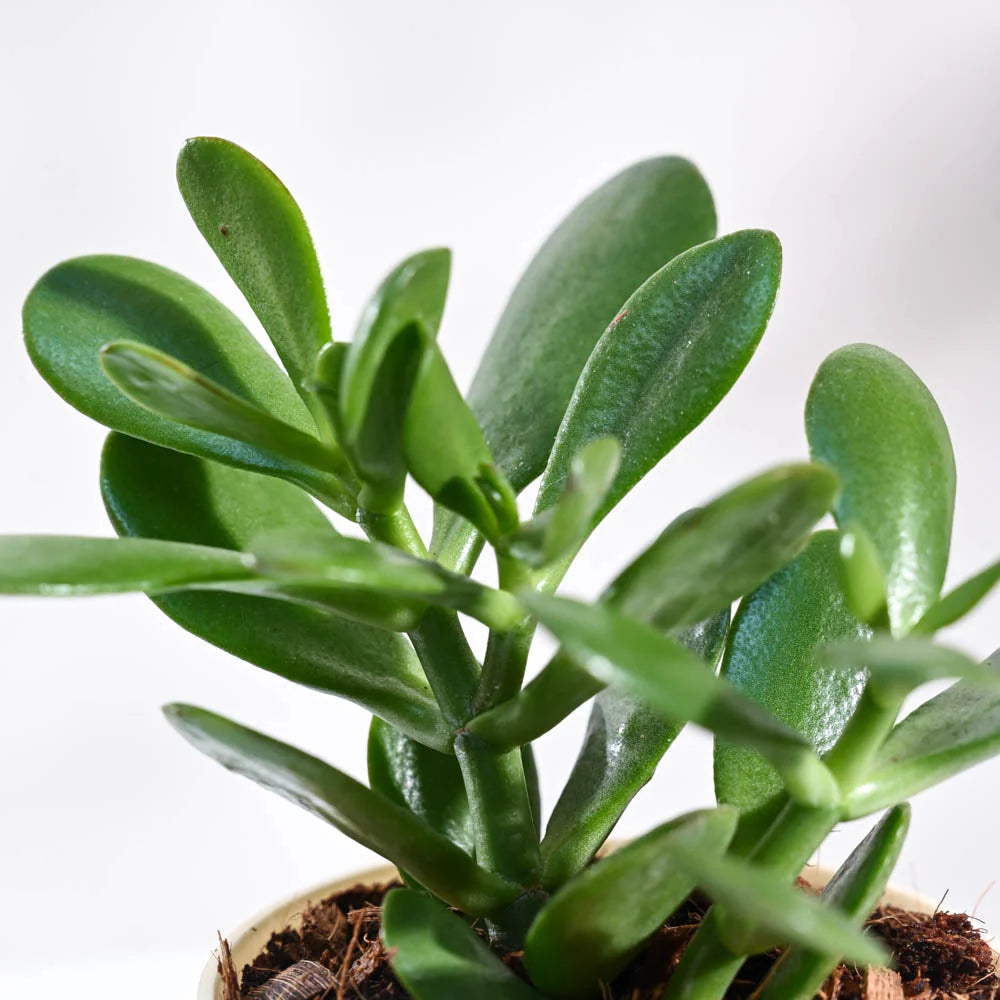Jade Plant (Crassula ovata)