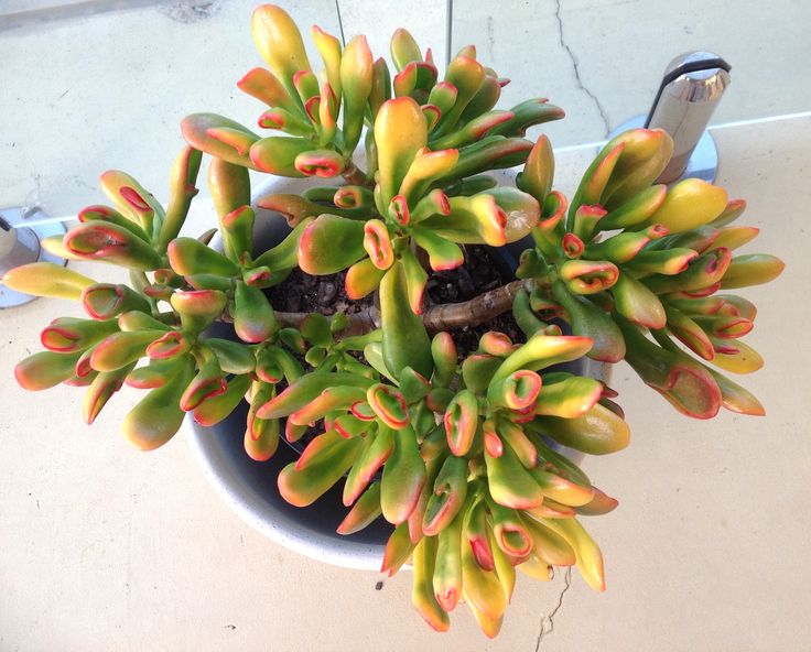 Jade Plant Gold Fingers (Crassula ovata) - Ladybird Nursery